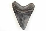 Fossil Megalodon Tooth - South Carolina #196007-1